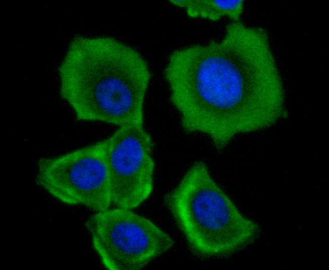 mtTFA Rabbit mAb