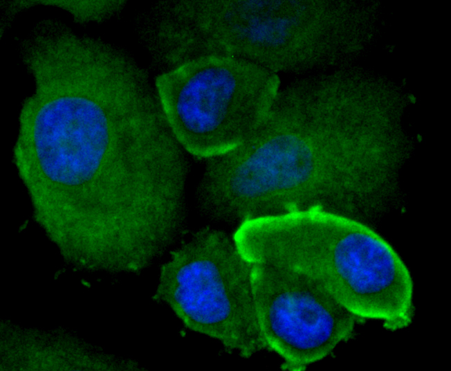 mtTFA Rabbit mAb