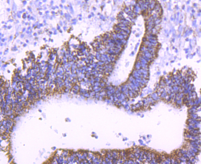 mtTFA Rabbit mAb