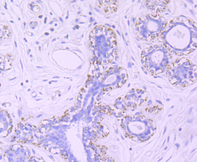 mtTFA Rabbit mAb