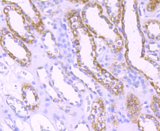 mtTFA Rabbit mAb