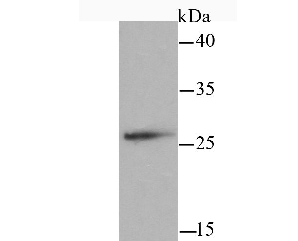 mtTFA Rabbit mAb