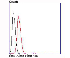 cbx7 Rabbit mAb