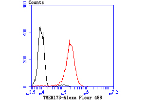 TMEM173 Rabbit mAb