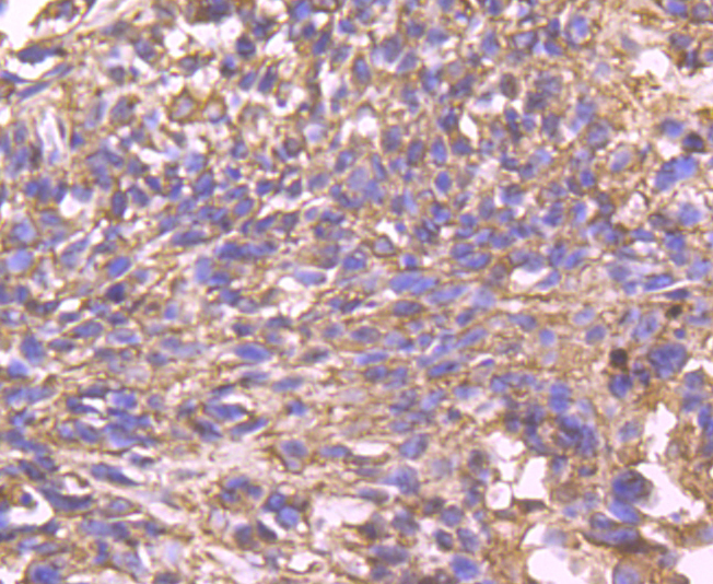 Cyclophilin F Rabbit mAb