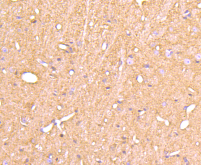 Cyclophilin F Rabbit mAb