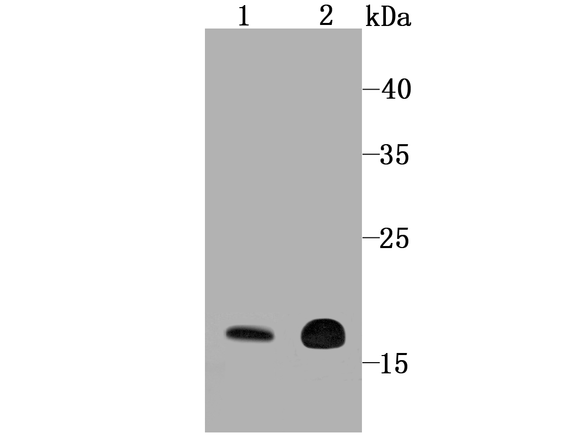 Cyclophilin F Rabbit mAb