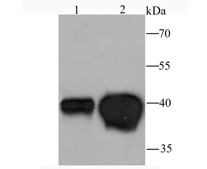 MVP Rabbit mAb