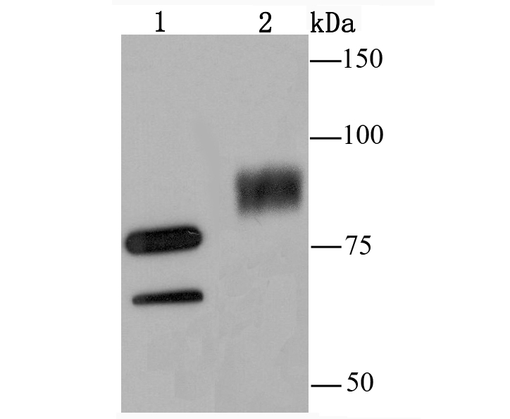 SAE2/ UBA2 Rabbit mAb