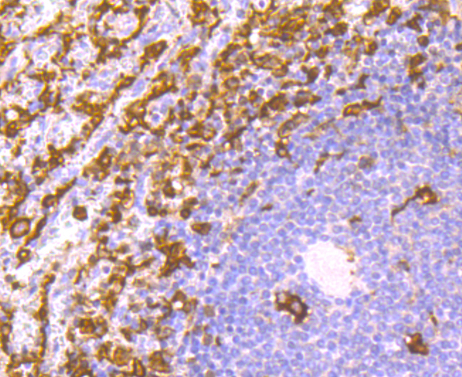 Iba1 Rabbit mAb