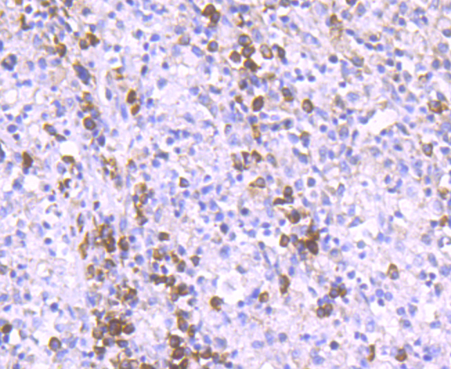 Epac1 Rabbit mAb