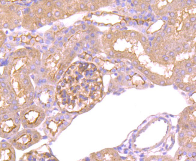 Epac1 Rabbit mAb