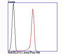 HuR  ELAVL1 Rabbit mAb