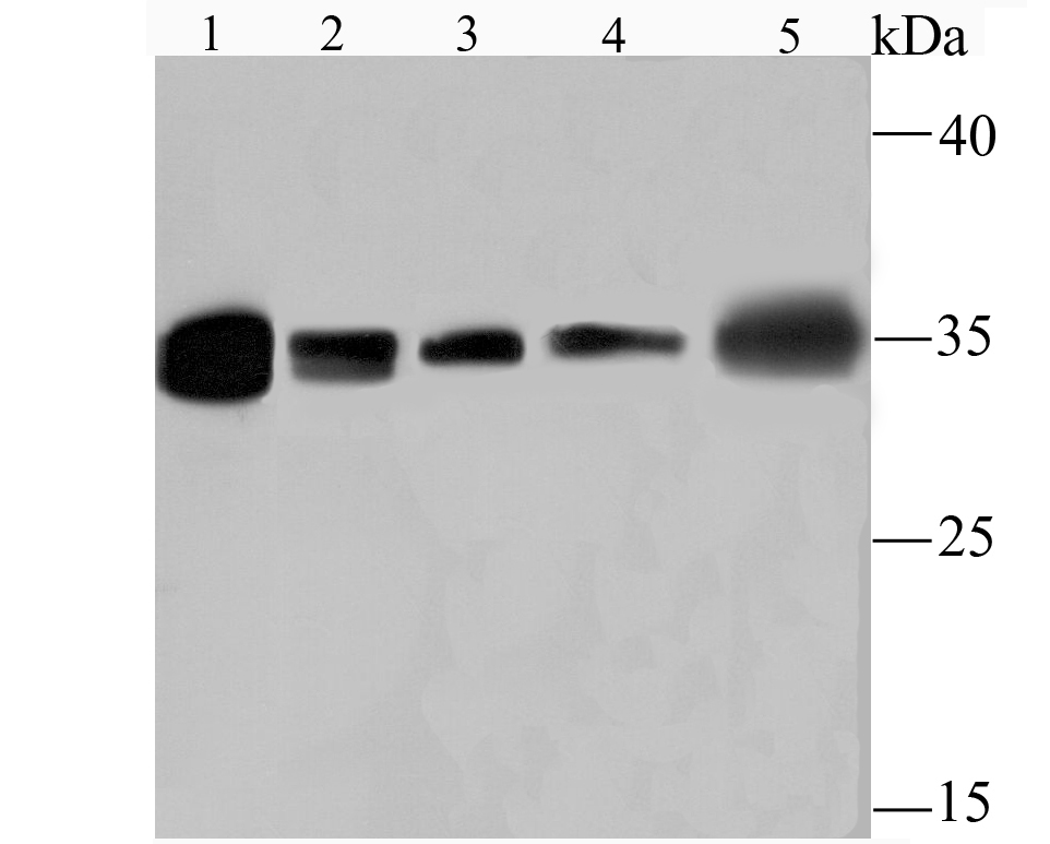 HuR  ELAVL1 Rabbit mAb