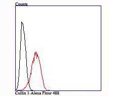 Cullin 1 Rabbit mAb