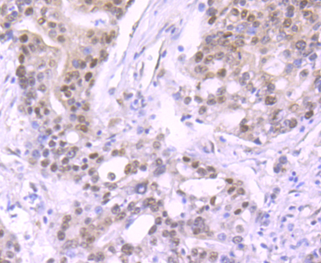 Cullin 1 Rabbit mAb