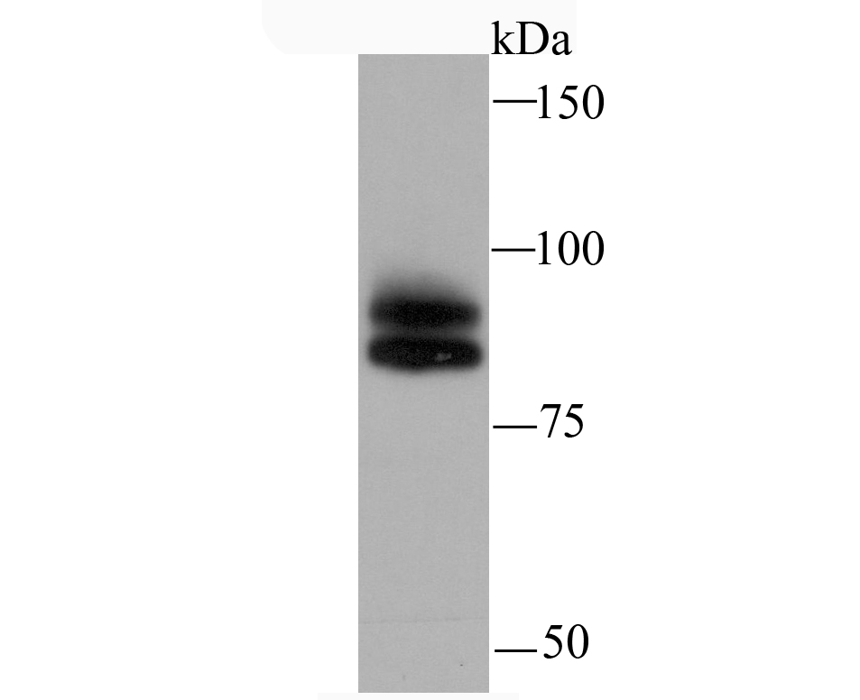 Cullin 1 Rabbit mAb