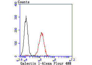 Galectin 1 Rabbit mAb