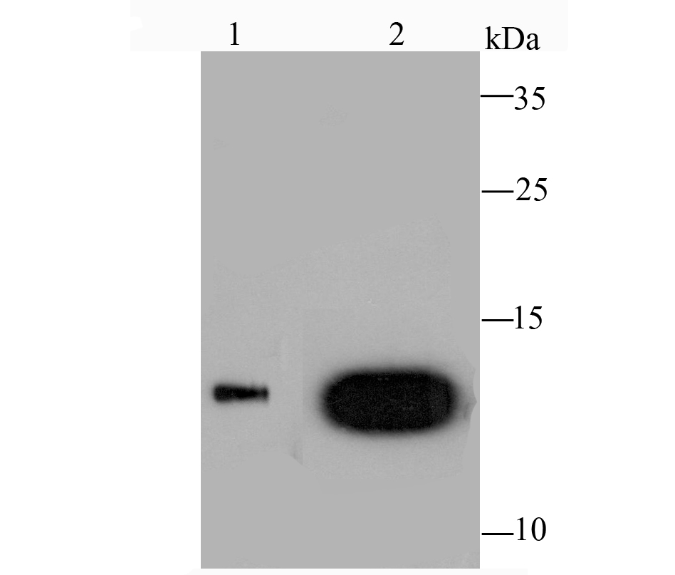 Galectin 1 Rabbit mAb