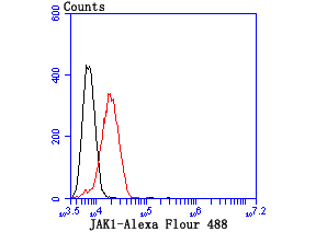 JAK1 Rabbit mAb