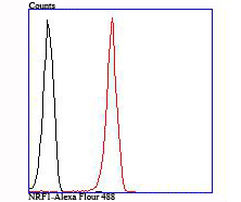 NRF1 Rabbit mAb