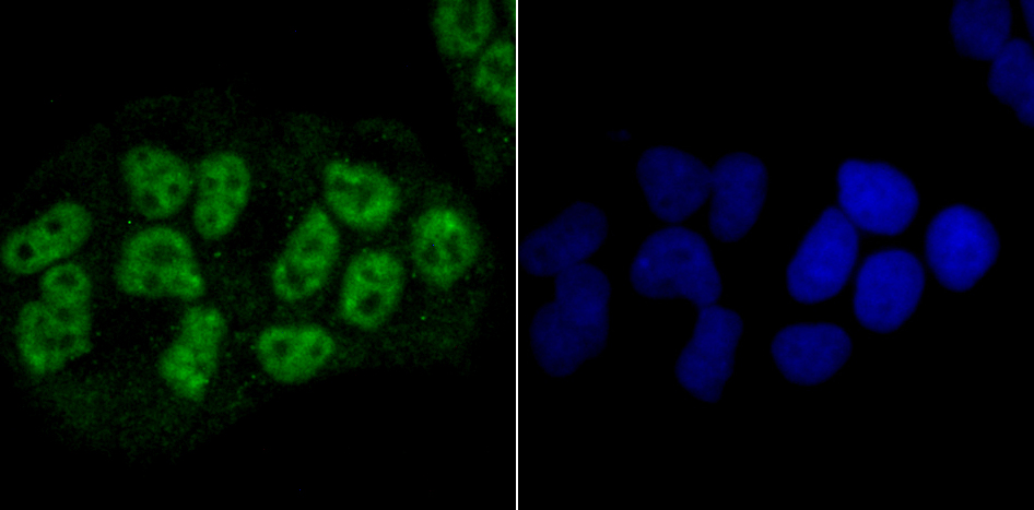 NRF1 Rabbit mAb