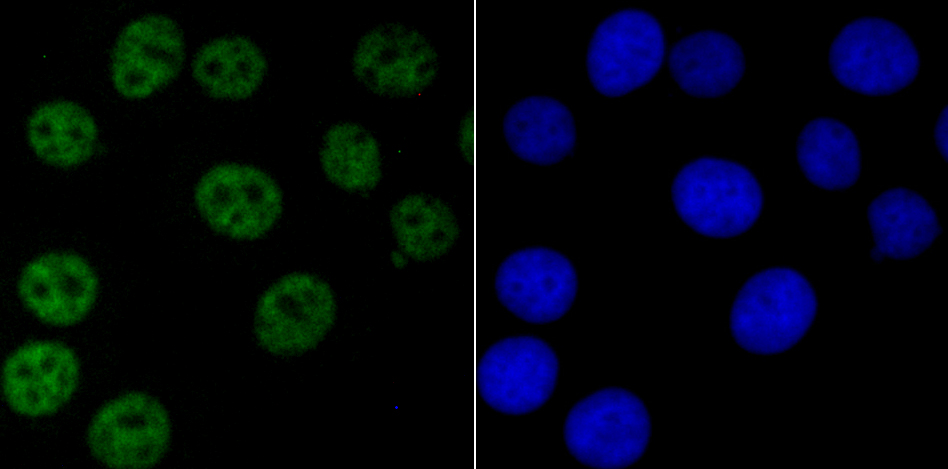 NRF1 Rabbit mAb