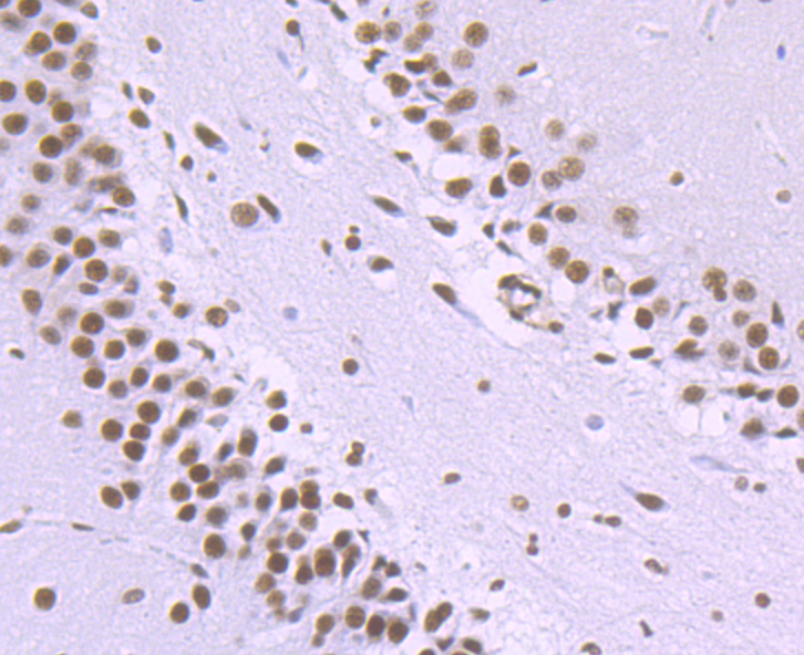 NRF1 Rabbit mAb