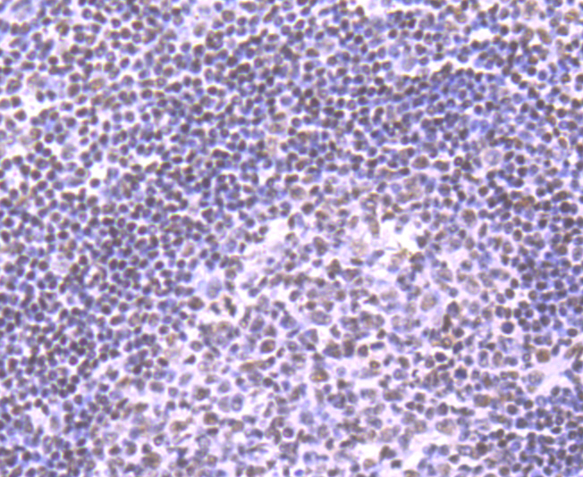 NRF1 Rabbit mAb