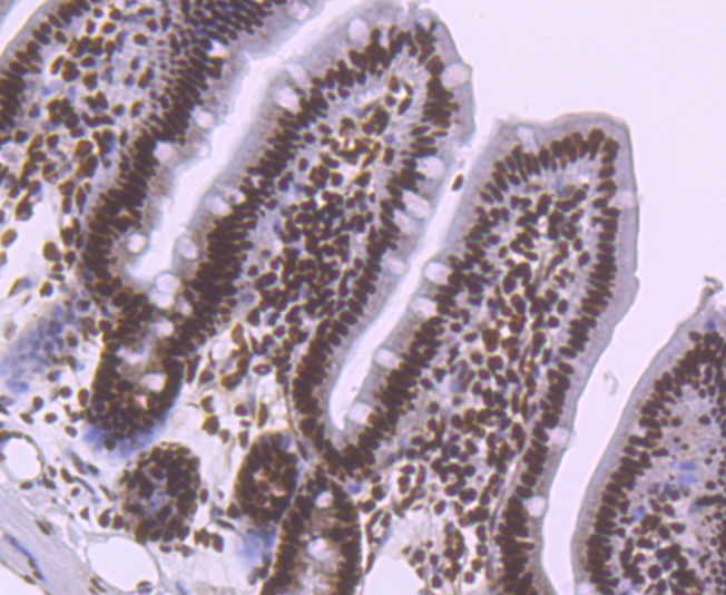 NRF1 Rabbit mAb