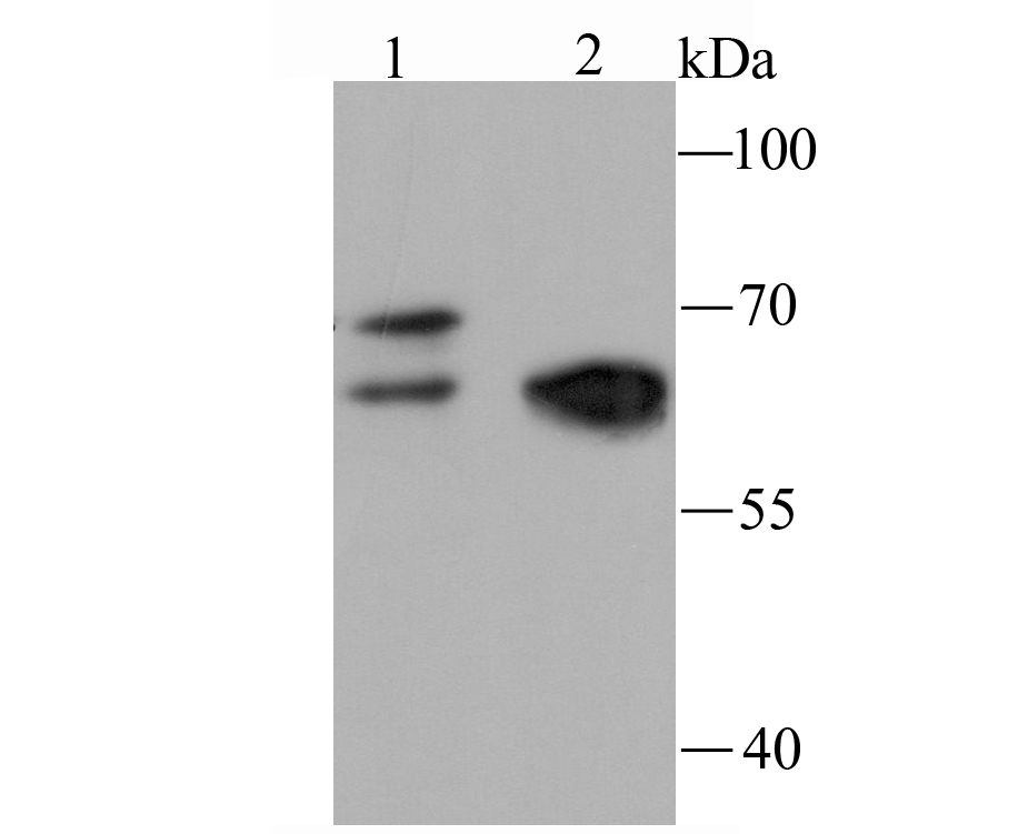 NRF1 Rabbit mAb