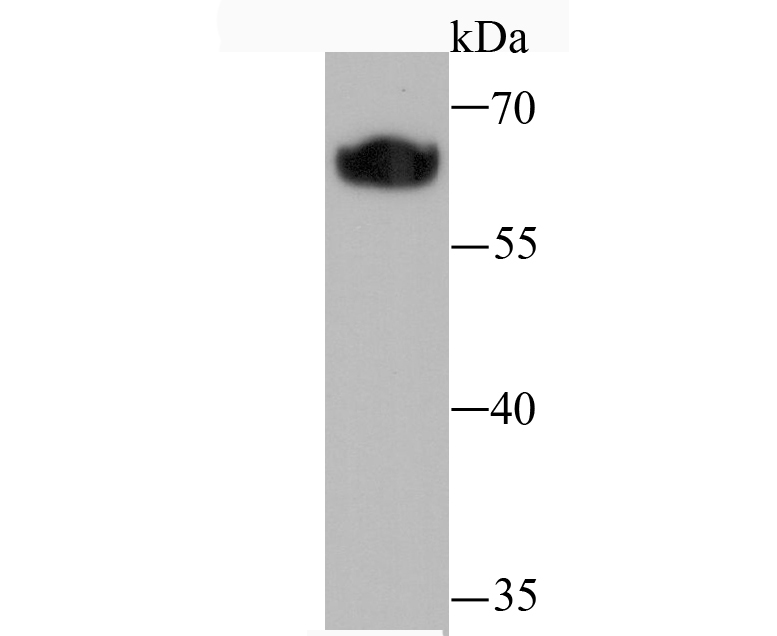 Klotho Rabbit mAb