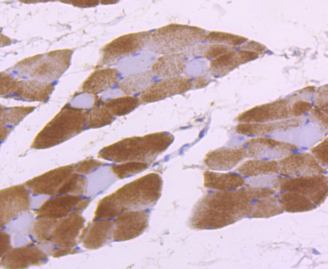 Aldolase Rabbit mAb