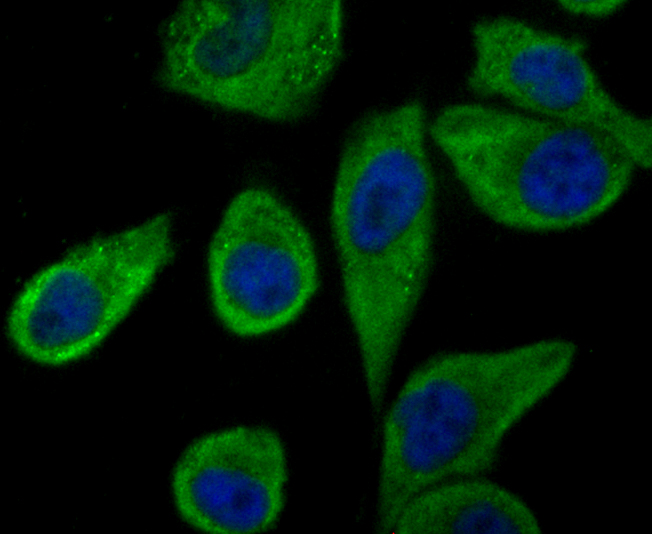 TLR2 Rabbit mAb