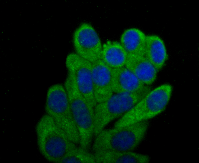 TLR2 Rabbit mAb