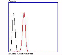 SATB2 Rabbit mAb