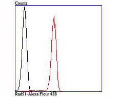 Rad51 Rabbit mAb