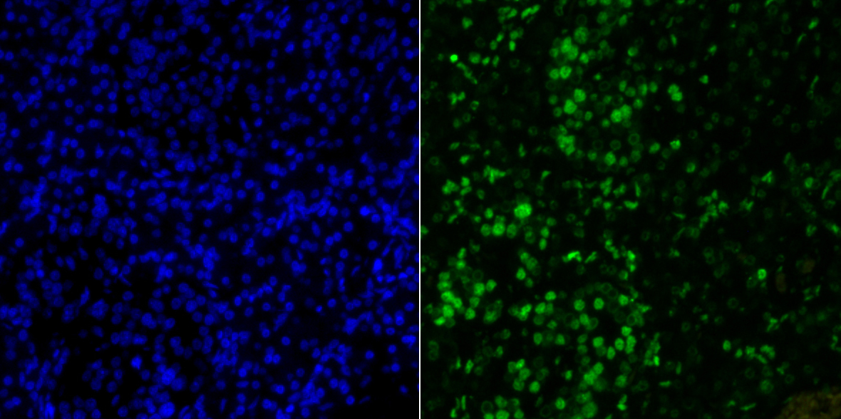 Histone H2A.X Rabbit mAb