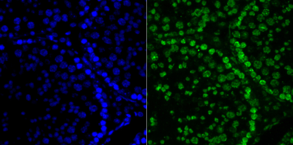 Histone H2A.X Rabbit mAb