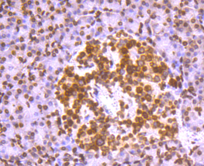 Histone H2A.X Rabbit mAb