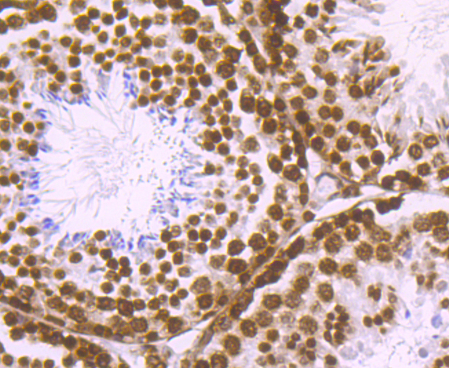 Histone H2A.X Rabbit mAb