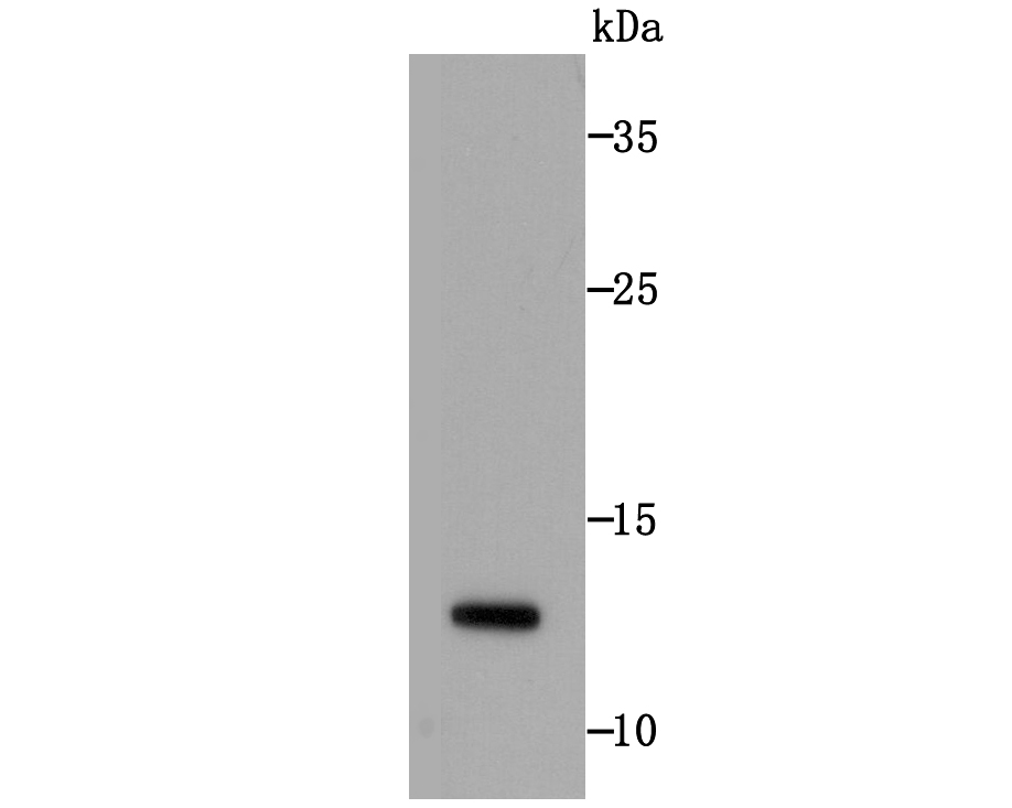 Histone H2A.X Rabbit mAb