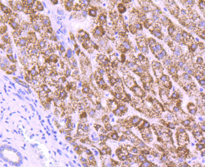 MMP3 Rabbit mAb