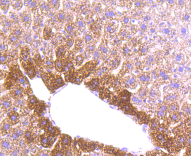 MMP3 Rabbit mAb