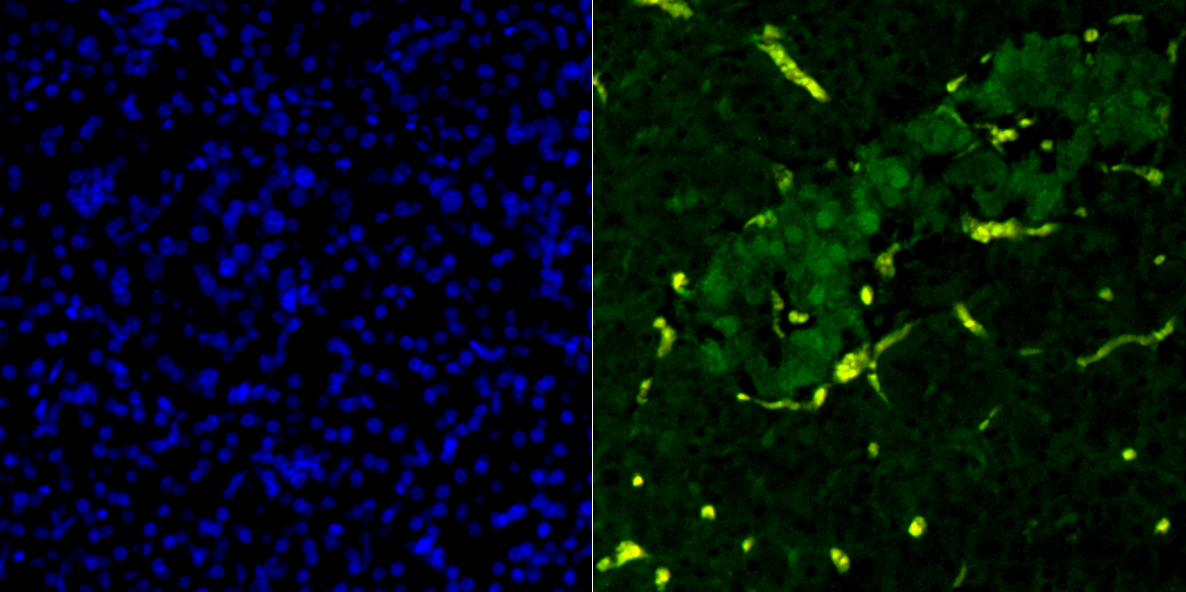 PDX1 Rabbit mAb