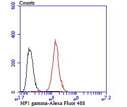 HP1 gamma Rabbit mAb