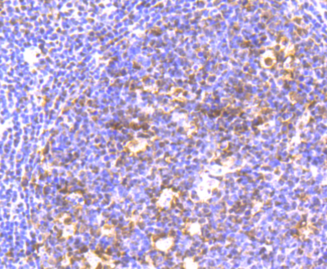 HP1 gamma Rabbit mAb