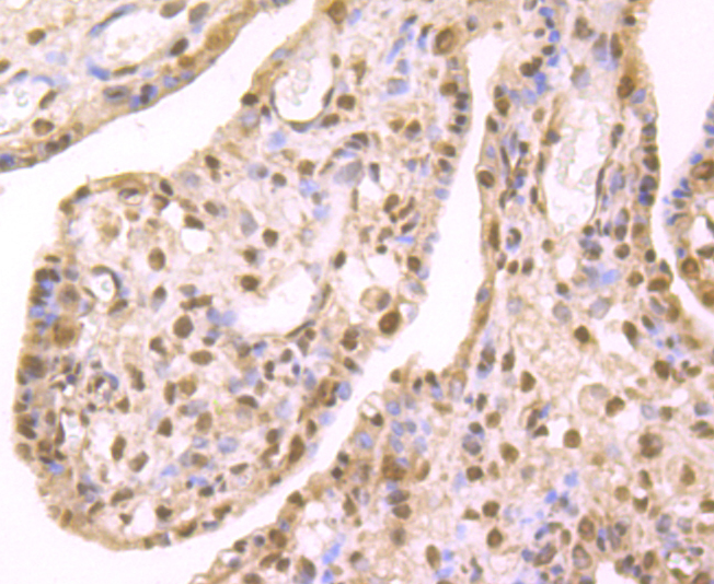 HP1 gamma Rabbit mAb