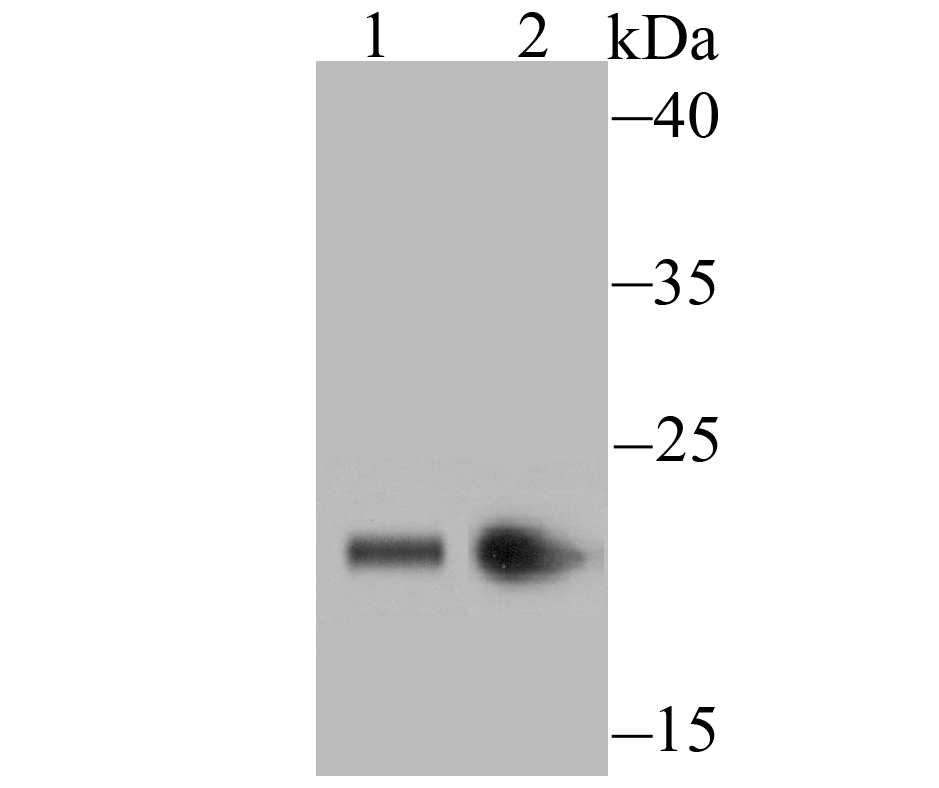 HP1 gamma Rabbit mAb