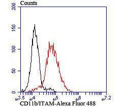 CD11b Rabbit mAb